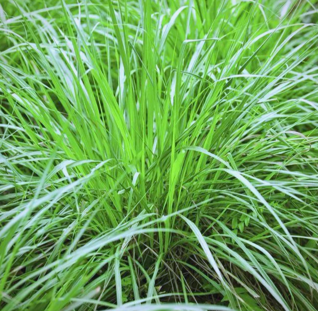 香茅（草本植物）