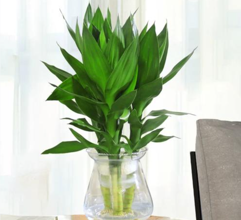 莲花竹(草本植物) 莲花竹(草本植物)