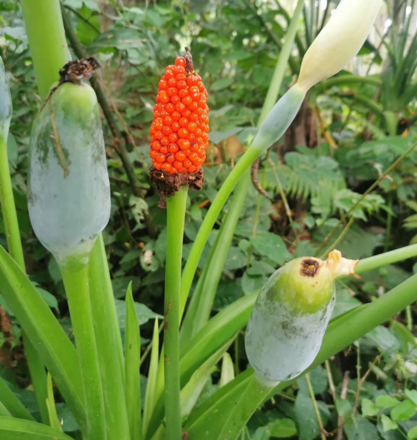 海芋花(草本植物) 海芋花(草本植物)