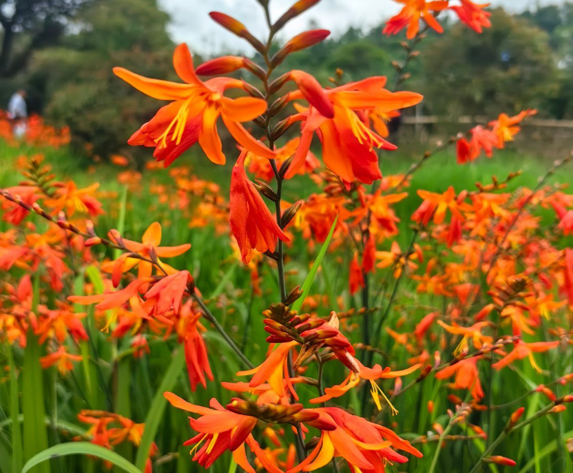 火星花（草本植物）