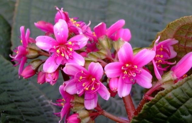 虎颜花（草本植物）