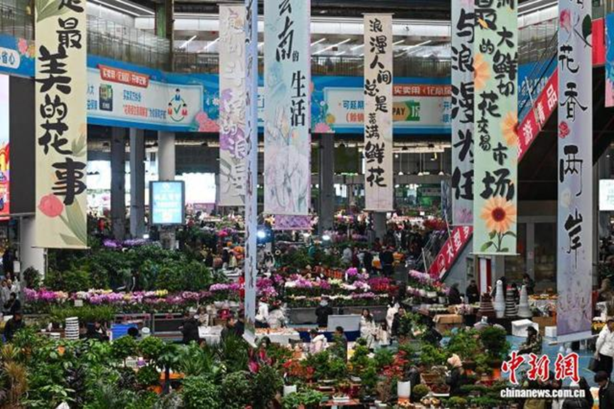昆明斗南花卉市场年宵花受青睐