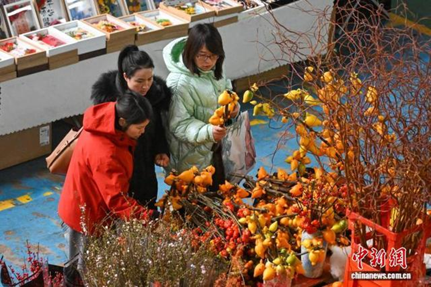 昆明斗南花卉市场年宵花受青睐