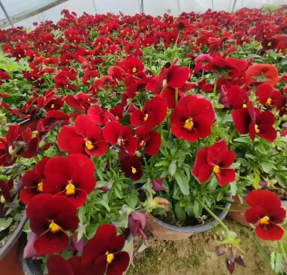 角堇的常见病虫害及防治方法