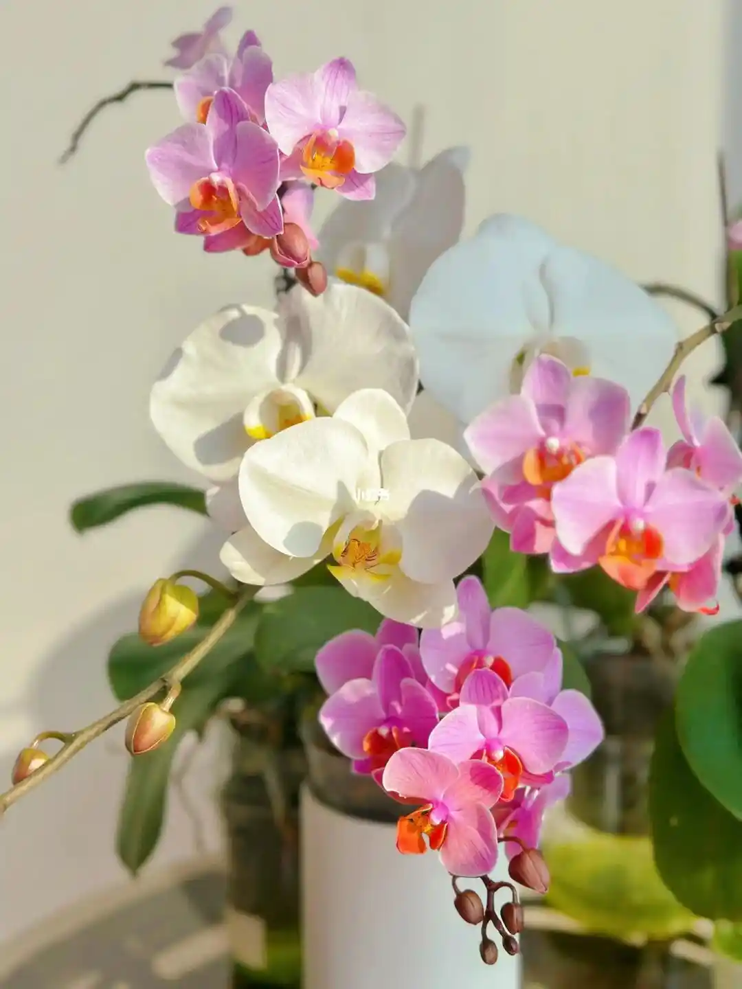 蝴蝶兰根部腐烂怎么办