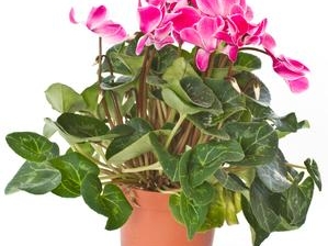 仙客来怎么养？从选购到四季管理，新手也能养爆盆