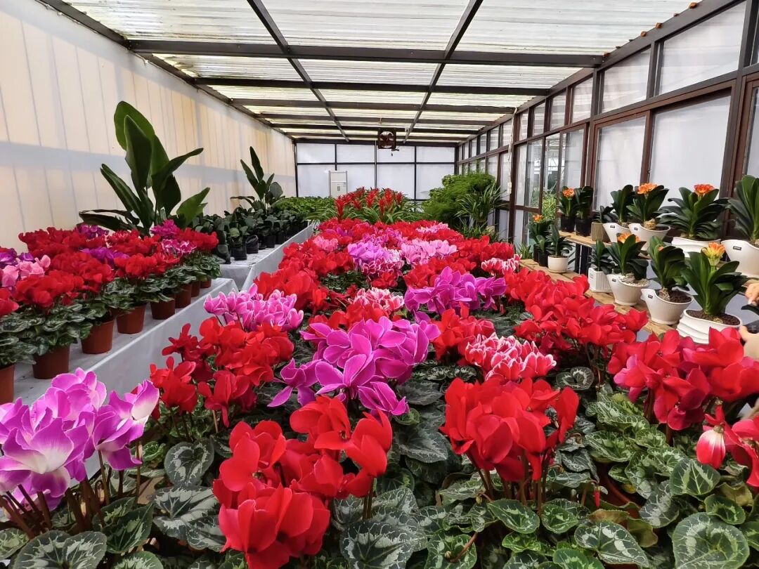热闹开市！逛逛溧水这座花卉园