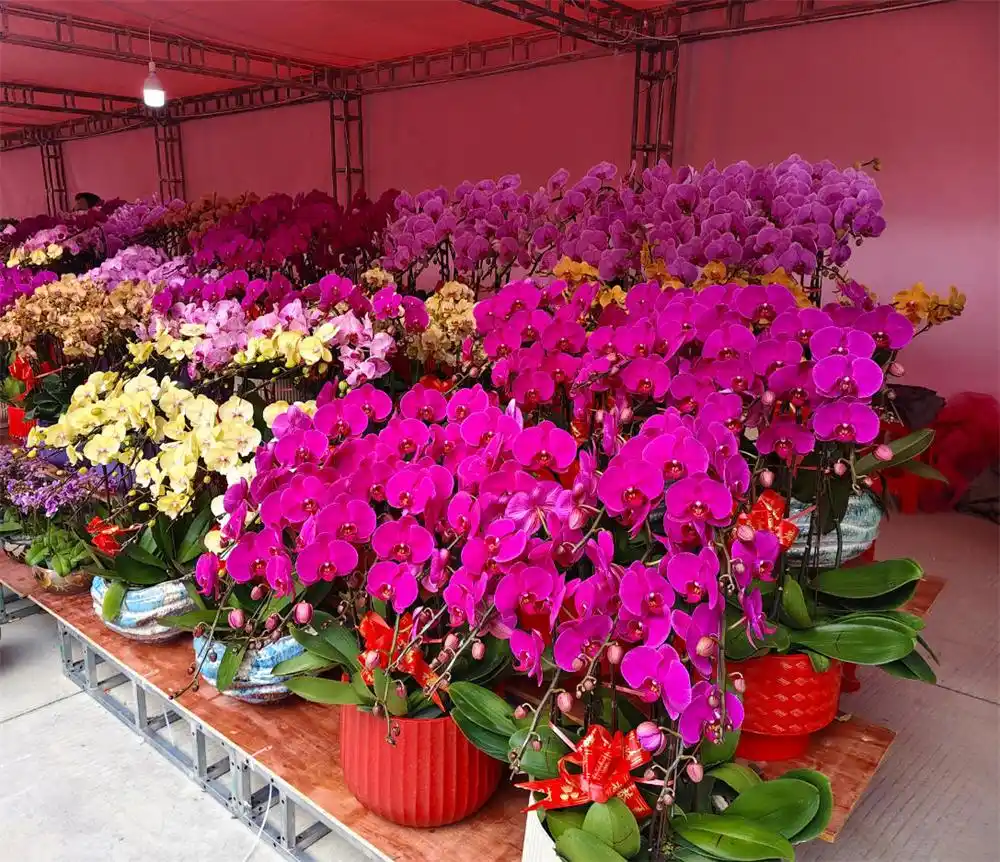 泉州台商投资区举办&ldquo;海丝寻梦&middot;花漾年华&rdquo;花卉集市