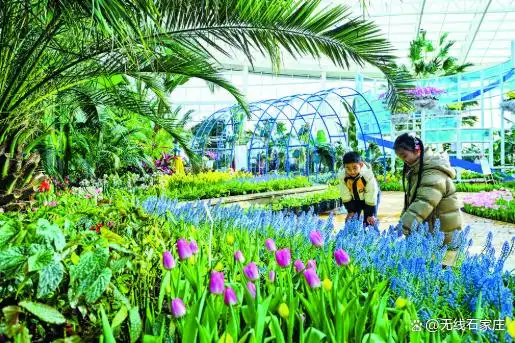 8万余株花卉等您来赏！石家庄市植物园新春花展启幕