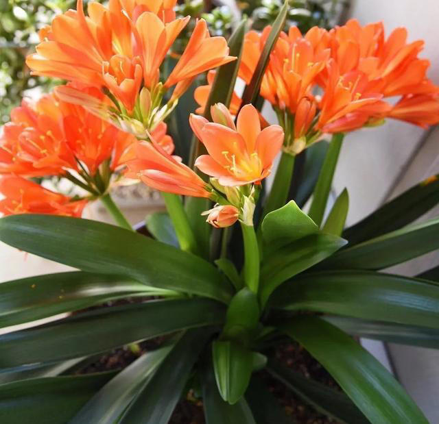 君子兰促花有妙招，三法齐用花繁色艳颜值高