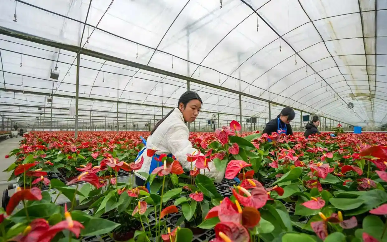柴湖花卉迎来&ldquo;销售热&rdquo;