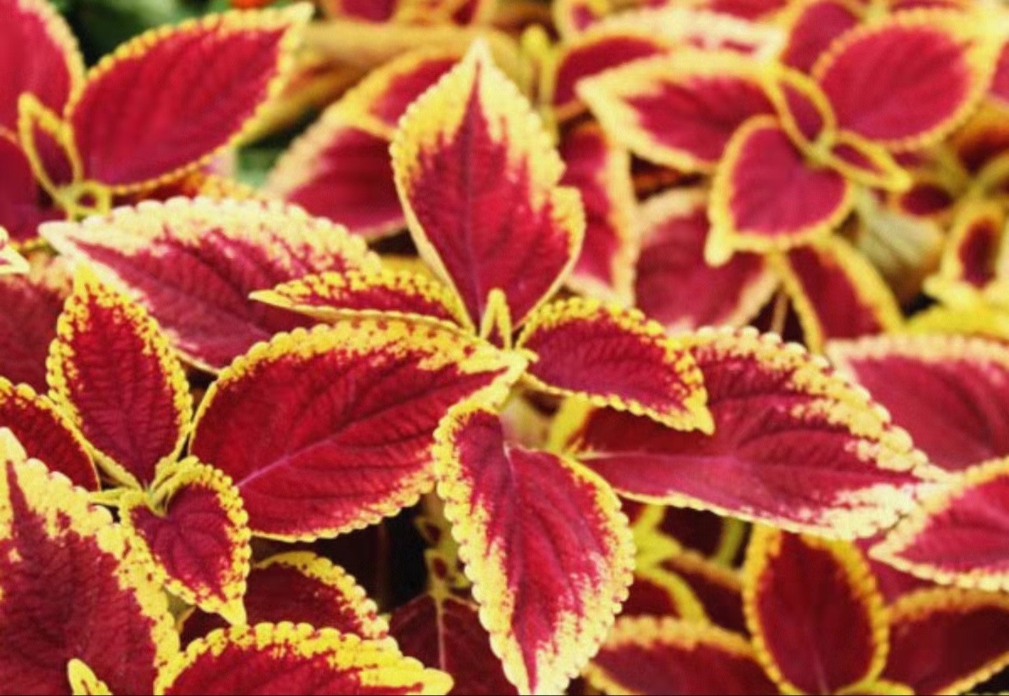 彩叶草养殖养护办法