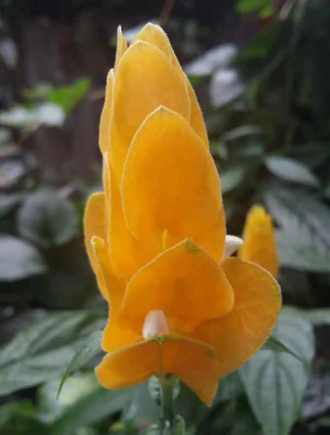 黄金宝塔花（金苞花）养护全攻略