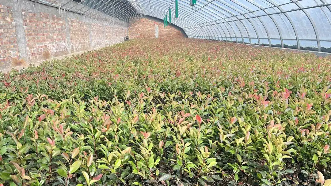 新和县：花卉苗木走出国门 特色产业助农增收