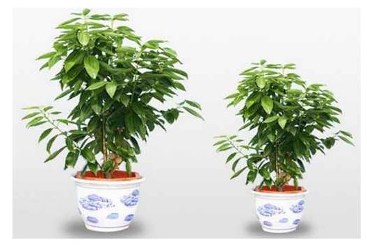 发财树家庭位置摆放与养护