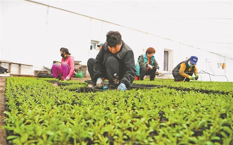 百万株花卉开始育苗