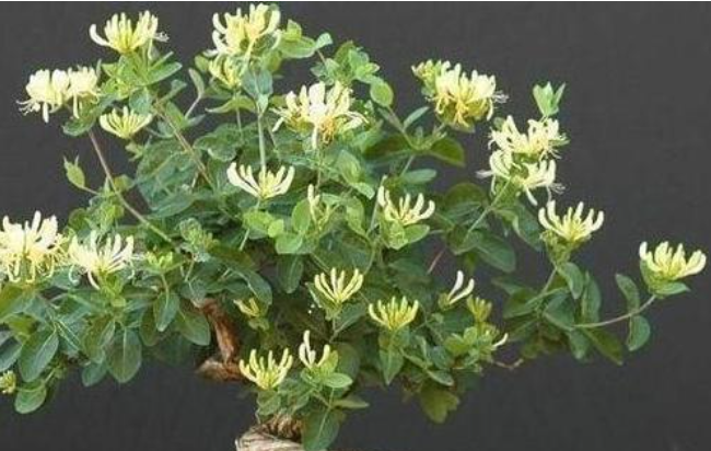 金银花可以种家里吗？盆栽怎么种