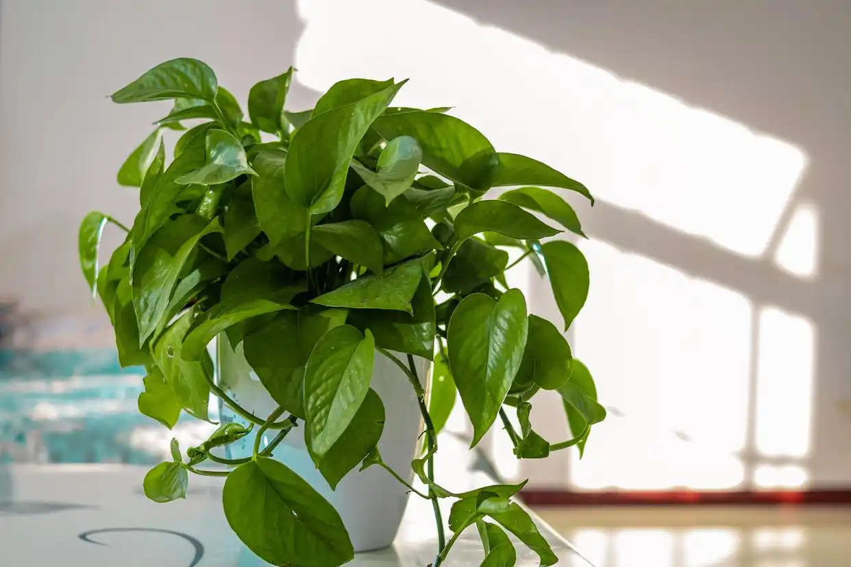 卧室可以放绿萝吗？有娃的房间