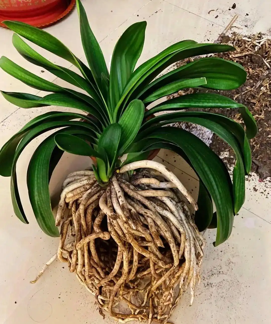 春季花卉换盆指南！什么情况要换盆？应该注意什么？