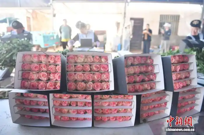云南禄劝花卉产业崛起 玫瑰香飘国内外促农增收