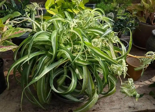 卷叶吊兰是什么品种？要怎么养