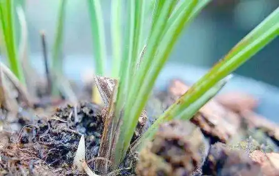 兰花叶片开裂是什么病？怎么解决