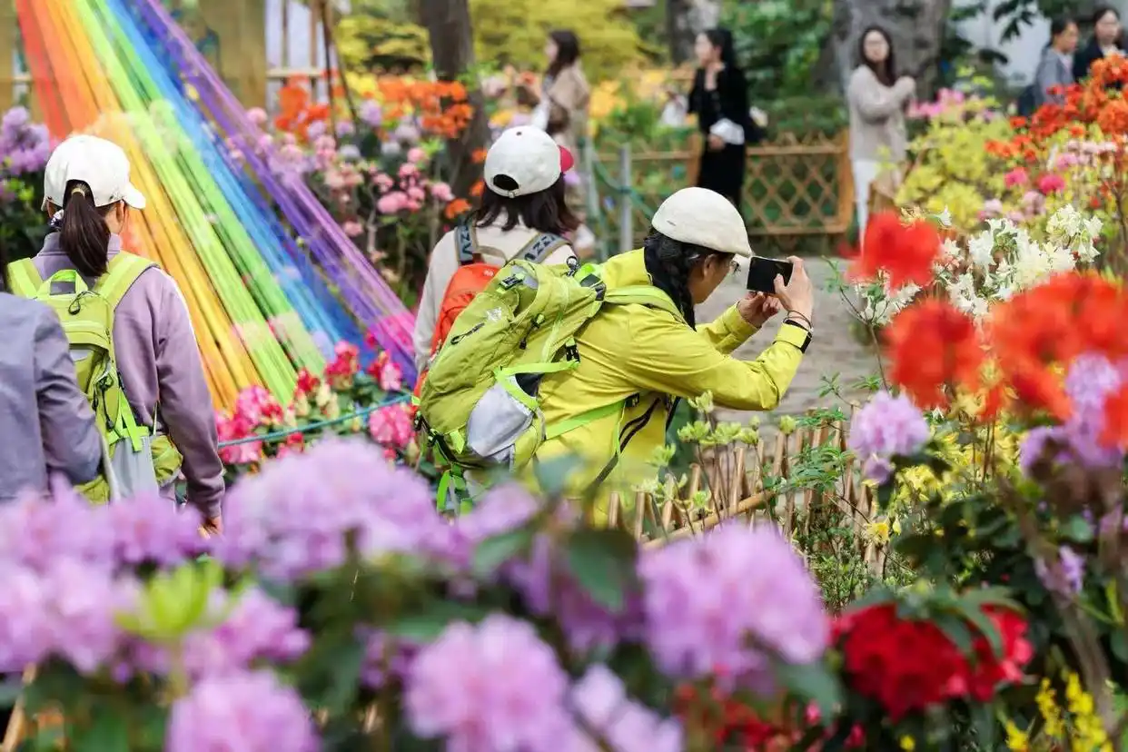 第十八届杜鹃花展在苏州天平山启幕