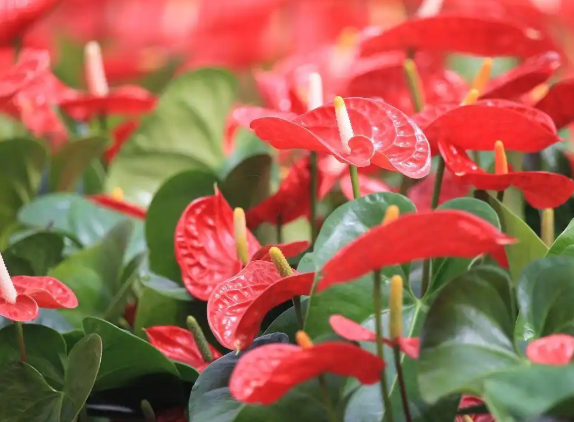 红掌春天怎么养？