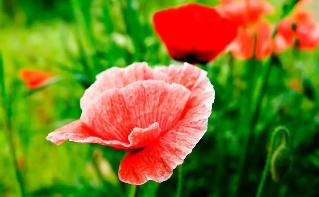 四月虞美人养护秘籍，养出繁茂绚烂花海