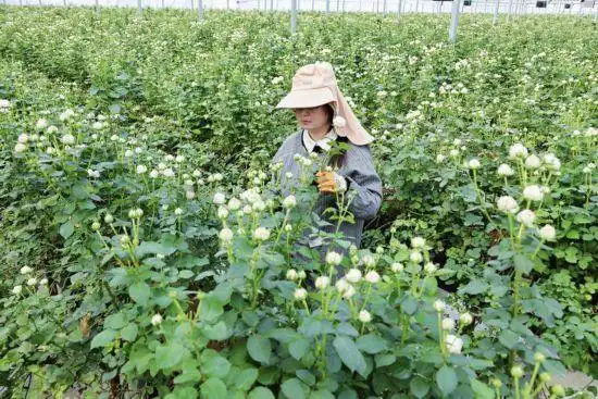 数智驭风 鲜满天涯