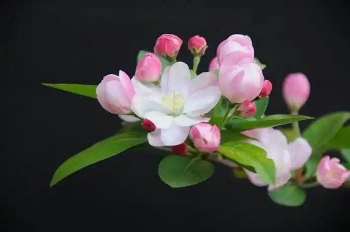 春天养这些花，不只是好看那么简单