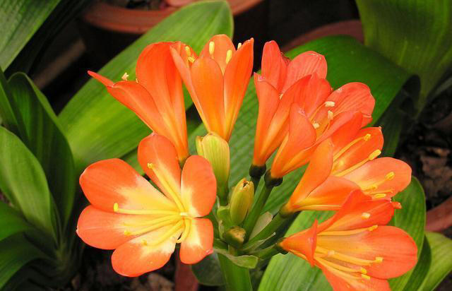 君子兰养得旺，却五六年不开花？根源竟在这些养护细节里