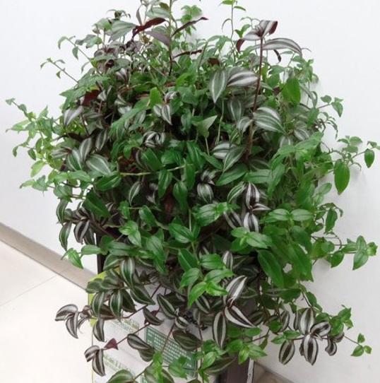 吊竹梅怎么养才漂亮