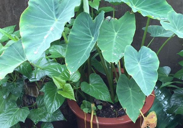 芋头也能当花养吗？叶片酷似滴水观音，盆栽水培都好看