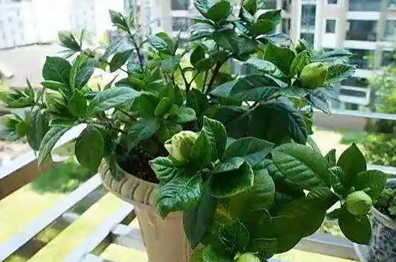 夏天休眠花怎么养护