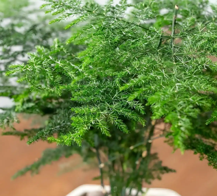 家庭种植文竹时需要注意的养护事项