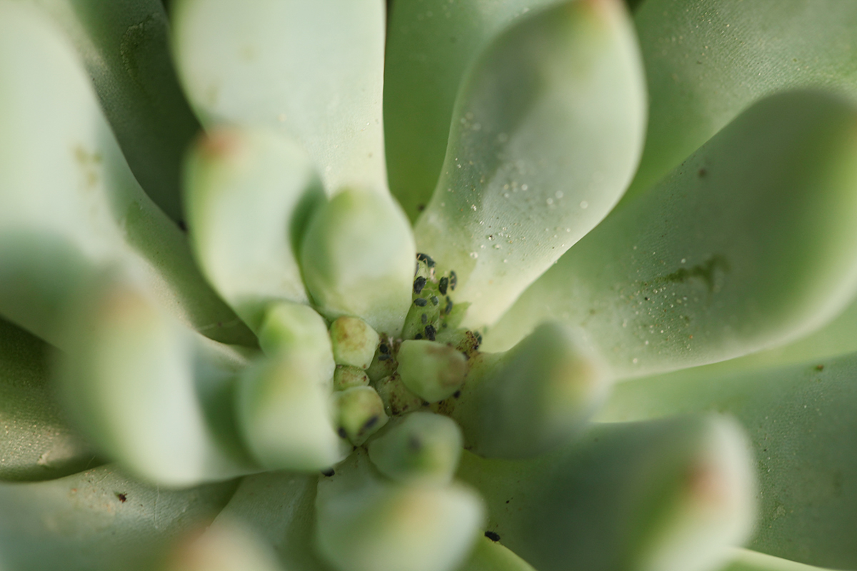 夏季多肉植物高发病虫害防治科普指南